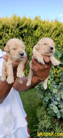 Golden Retriever Pufuduk  Yavrularim 1