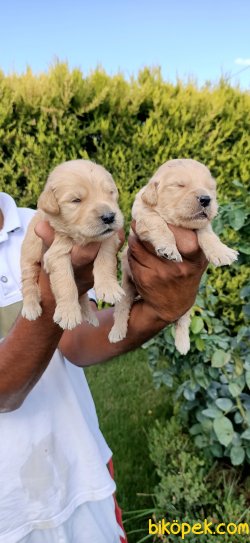 Golden Retriever Pufuduk  Yavrularim 2
