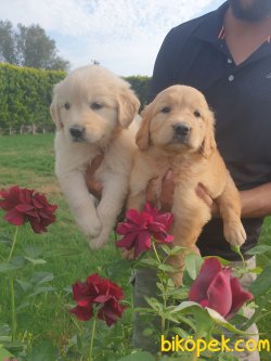 Golden Retriever Sevimli Yavrular 4