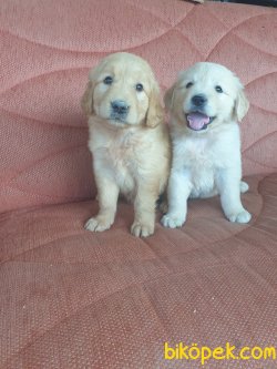 Golden Retriever Sevimli Yavrular 3