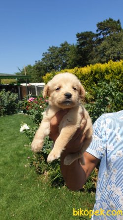 Golden Retriever Sevimli Yavrular Ailenizin Neşe Kaynağı 3