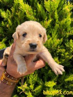 Golden Retriever Sevimli Yavrular Ailenizin Neşe Kaynağı 1