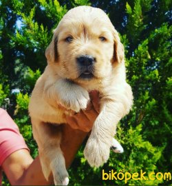 Golden Retriever Sevimli Yavrular Ailenizin Neşe Kaynağı 4