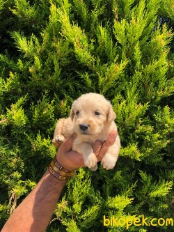 Golden Retriever Sevimli Yavrular Ailenizin Neşe Kaynağı 2