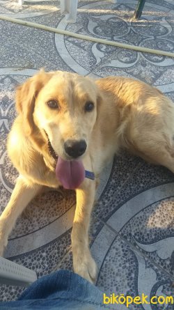GOLDEN RETRIEVER  (TARÇIN) 3