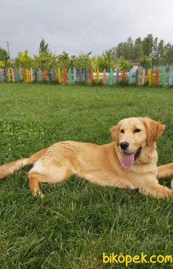GOLDEN RETRIEVER  (TARÇIN) 1