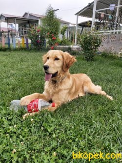 GOLDEN RETRIEVER  (TARÇIN) 4