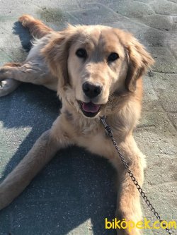 GOLDEN RETRIEVER  (TARÇIN) 5