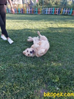 GOLDEN RETRIEVER  (TARÇIN) 2