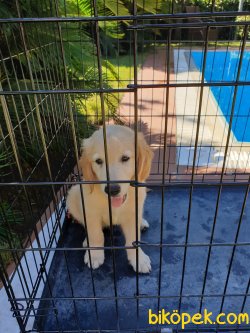 Golden Retriever Yavru 1