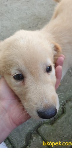 Golden Retriever Yavru 2