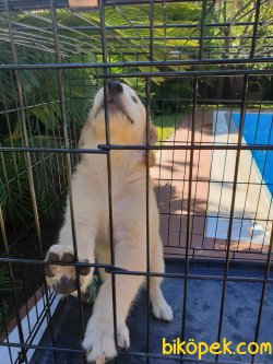Golden Retriever Yavru 3