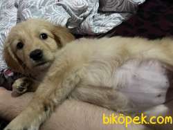 Golden Retriever Yavru 4