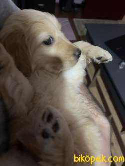 Golden Retriever Yavru 2