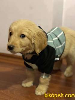 Golden Retriever Yavru 3