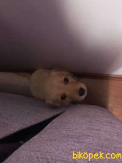 Golden Retriever Yavru 1