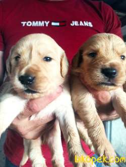 Golden Retriever Yavrular 3