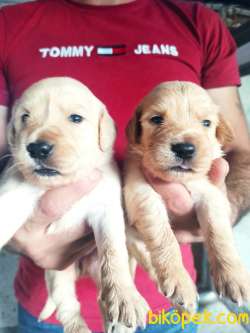 Golden Retriever Yavrular 1