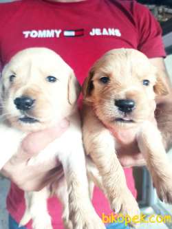 Golden Retriever Yavrular 2