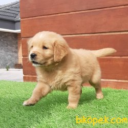 GOLDEN RETRİEVER YAVRULARI 3