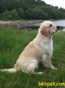 Satılık GOLDEN RETRIEVER YAVRULARI 2