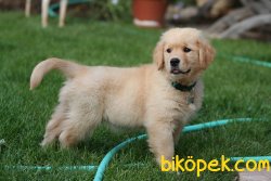 Satılık GOLDEN RETRIEVER YAVRULARI 1
