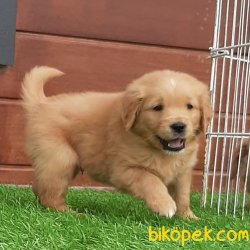 GOLDEN RETRİEVER YAVRULARI 1
