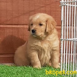 GOLDEN RETRİEVER YAVRULARI 2