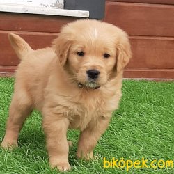 GOLDEN RETRİEVER YAVRULARI 3