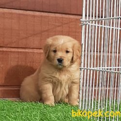 GOLDEN RETRİEVER YAVRULARI 4