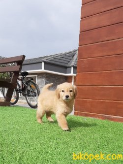 GOLDEN RETRIEVER YAVRULARI 2