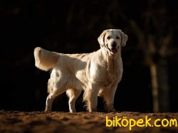 GOLDEN RETRİEVER YAVRULARI 1
