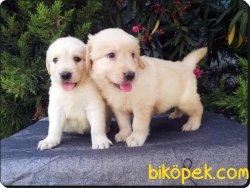Golden Retriever Yavruları 3