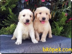 Golden Retriever Yavruları 4