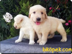 Golden Retriever Yavruları 5