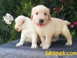 Golden Retriever Yavruları 2