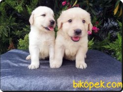 Golden Retriever Yavruları 1