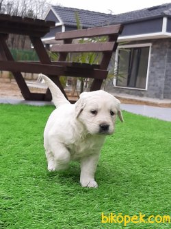 GOLDEN RETRIEVER YAVRULARI 2