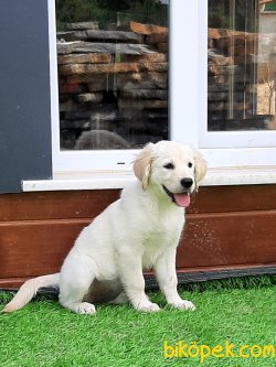 GOLDEN RETRIEVER YAVRULARI 2