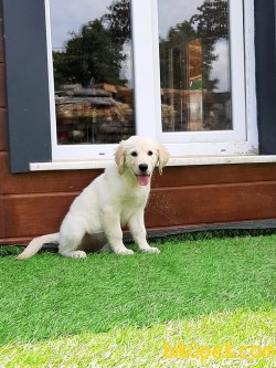 GOLDEN RETRIEVER YAVRULARI 4