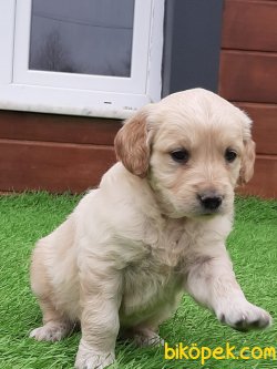 GOLDEN RETRIEVER YAVRULARI 2