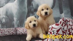 GULEN SURAT GOLDEN RETRIEVER YAVRULARI 3