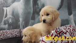 GULEN SURAT GOLDEN RETRIEVER YAVRULARI 2