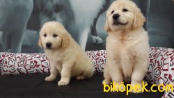 GULEN SURAT GOLDEN RETRIEVER YAVRULARI 5
