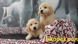 GULEN SURAT GOLDEN RETRIEVER YAVRULARI 4