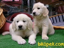 Satılık Golden Retrıever Yavruları 2