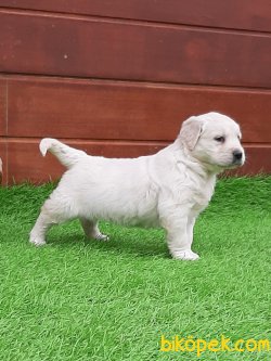 SATILIK A KALITE GOLDEN RETRIEVER YAVRULARI 5