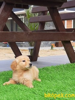 EN OZEL GOLDEN RETRIEVER YAVRULARI 5