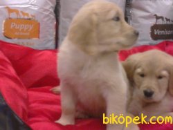 GOLDEN RETRIEVER YAVRULARI 2
