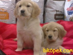 GOLDEN RETRIEVER YAVRULARI 4